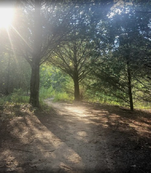 Sunlight filters through trees along a sandy path in a serene forest setting.