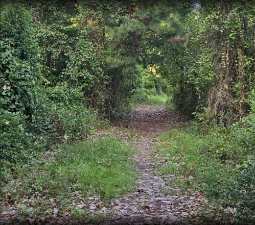 A narrow, winding path through a lush, green forest with overgrown foliage on either side.