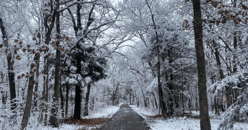 A snow-covered path winds through a forest of trees, blanketed in white, creating a serene winter scene.