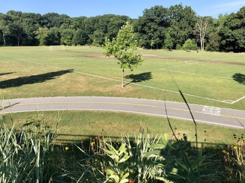 A grassy park with a soccer field, a lone tree, and a winding path surrounded by greenery under a clear blue sky.
