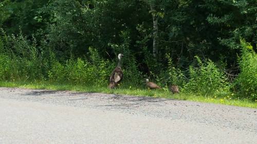 A turkey and its chicks foraging near a roadside, surrounded by lush green foliage.
