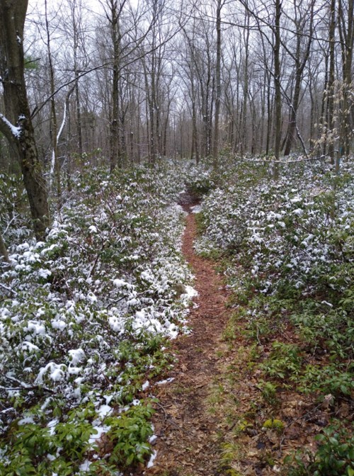 A narrow dirt path winds through a snowy forest, flanked by bare trees and patches of green foliage.