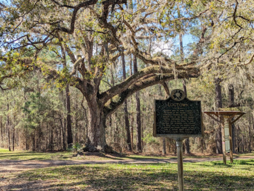 A historical marker stands in front of a large oak tree in a wooded area, surrounded by tall trees and greenery.