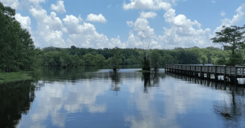 A serene lake surrounded by lush greenery and a wooden bridge under a blue sky with fluffy clouds.