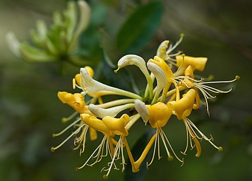 Close-up of vibrant yellow honeysuckle flowers with delicate petals and long stamens against a blurred green background.