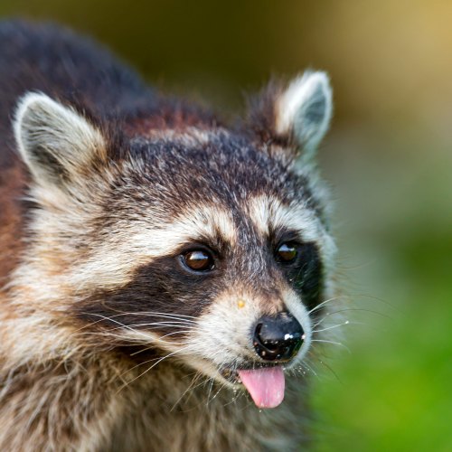 Close-up of a raccoon with a playful expression, tongue out, showcasing its distinctive facial markings and fur.