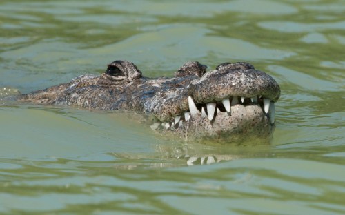 A close-up of a crocodile's head emerging from green water, showcasing its sharp teeth and textured skin.