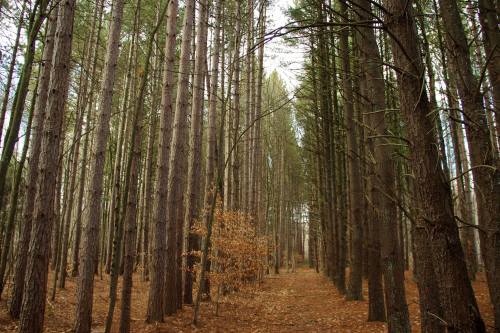 Tall trees in a dense forest with a path, surrounded by fallen leaves and a few sparse, golden-brown branches.
