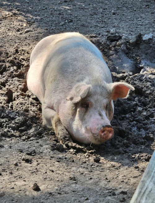 A pig lying in muddy ground, with a relaxed posture and a calm expression.