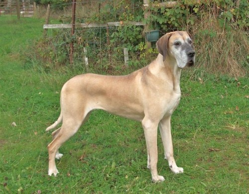A tan Great Dane stands proudly on green grass, showcasing its tall stature and elegant posture.