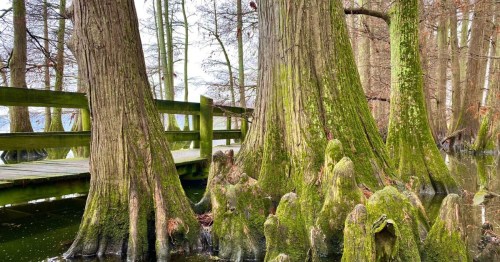 A serene wetland scene featuring moss-covered cypress trees and a wooden walkway amidst calm waters.