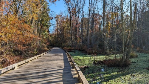 A wooden boardwalk winds through a colorful autumn forest with trees and green marshland.