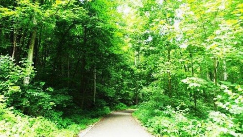 A serene forest path surrounded by lush green trees and foliage, inviting for a peaceful walk.
