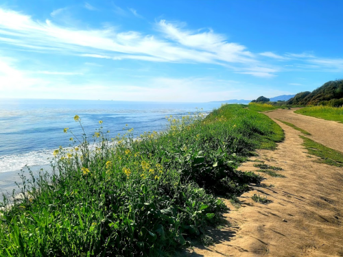 A scenic coastal path lined with green grass and wildflowers, overlooking a calm ocean under a clear blue sky.