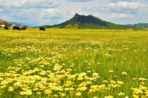 A vibrant field of yellow flowers with grazing cattle and a distant mountain under a partly cloudy sky.