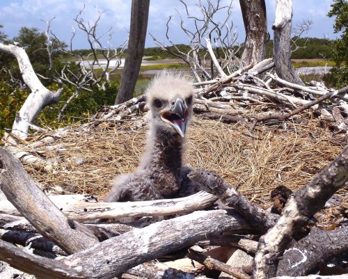 A young bird with fluffy feathers peeks out from a nest made of twigs and grass, surrounded by a natural landscape.