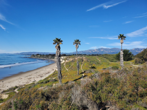 A scenic beach view with palm trees, rolling hills, and distant mountains under a clear blue sky.