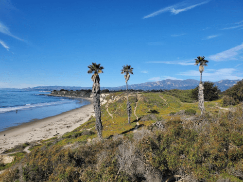 A scenic beach view with palm trees, rolling hills, and distant mountains under a clear blue sky.