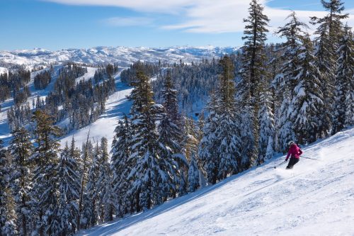 A skier in a pink jacket glides down a snowy slope surrounded by tall pine trees and mountains under a clear blue sky.