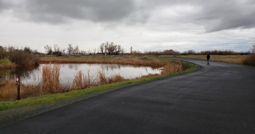 A winding path beside a calm pond, surrounded by tall grasses and overcast skies. A lone figure walks in the distance.