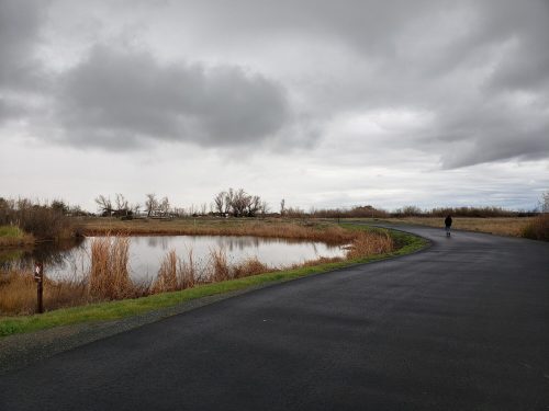 A winding path beside a calm pond, surrounded by tall grasses and overcast skies. A person walks in the distance.
