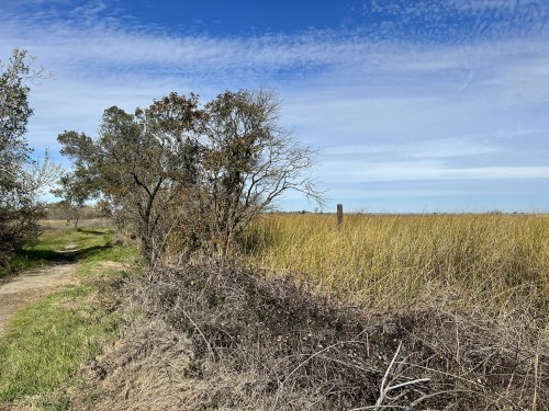 A dirt path beside tall grass and sparse trees under a blue sky with scattered clouds.