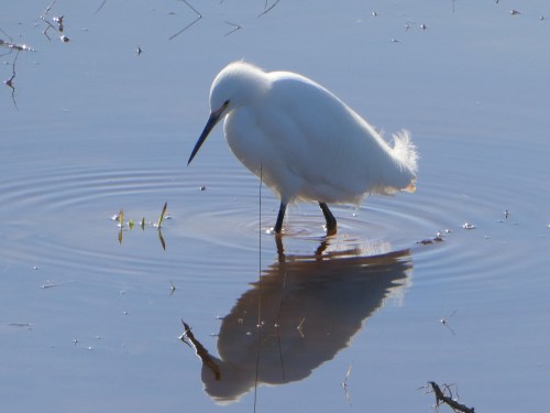A white bird wades in shallow water, creating ripples, with its reflection visible on the surface.