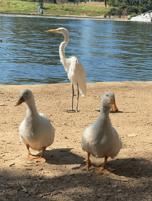 Two white ducks stand on the shore, while a tall white heron stands in the background near the water.