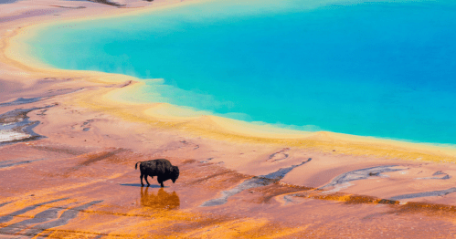 Aerial view of a buffalo at the edge of Yellowstone's Grand Prismatic Spring, showcasing vibrant blue water surrounded by orange and yellow mineral depo