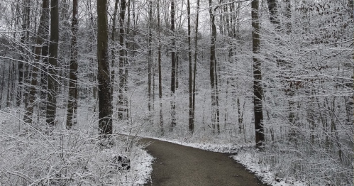 A winding path through a snowy forest, with trees covered in white frost and a serene winter atmosphere.