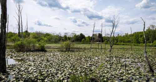 A serene wetland scene with lily pads, dead trees, and lush greenery under a cloudy sky.
