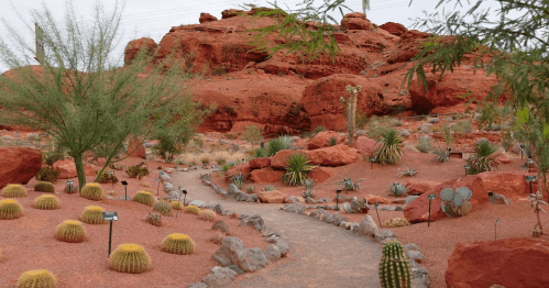 A desert garden featuring various cacti and succulents, surrounded by red rock formations and a winding pathway.