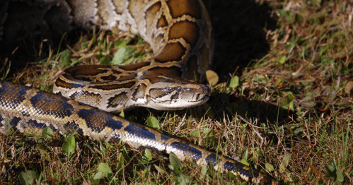 A close-up of a large python resting on green grass, showcasing its patterned scales and alert expression.