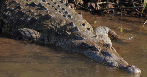 A crocodile partially submerged in water, showcasing its textured skin and prominent ridges along its back.