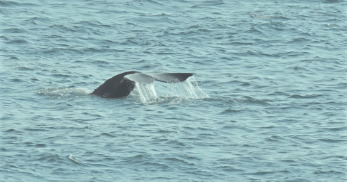 A whale's tail emerges from the water, creating splashes as it dives beneath the surface.
