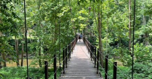 A wooden suspension bridge surrounded by lush green trees, leading into a serene forested area.