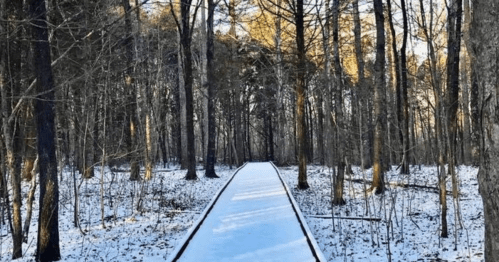 A snow-covered path winding through a serene, wooded area with tall trees on either side.