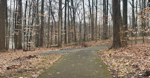 A winding path through a forest with bare trees and fallen leaves, creating a serene, autumnal atmosphere.