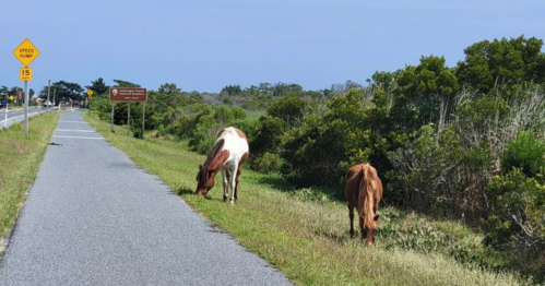 Two horses grazing beside a road, with a sign and greenery in the background under a clear blue sky.