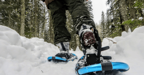 A person walking in snowshoes through a snowy forest trail surrounded by tall trees.