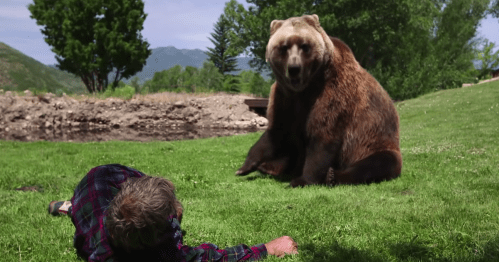 A large bear stands on grass near a person lying down, with trees and mountains in the background.