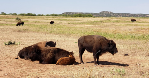 A group of bison resting in a dry, open field with distant hills under a clear blue sky.