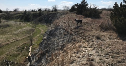 A dog stands on a rocky ridge overlooking a grassy valley with a winding path and scattered trees.