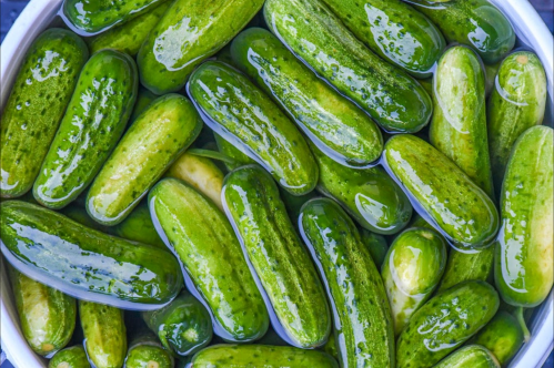 A close-up of fresh, green cucumbers submerged in water, showcasing their shiny skin and vibrant color.