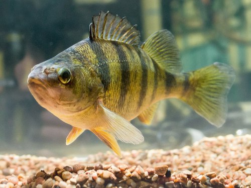 A close-up of a striped fish swimming in clear water over a bed of small pebbles.