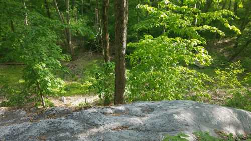 A rocky ledge overlooking a lush green forest with trees and underbrush in bright sunlight.