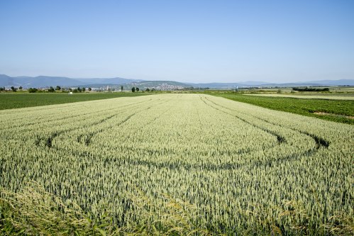 A vast green field under a clear blue sky, with tire tracks creating patterns in the crops. Mountains in the distance.