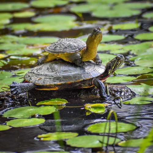 Two turtles resting on a log in a pond, surrounded by lily pads and calm water.