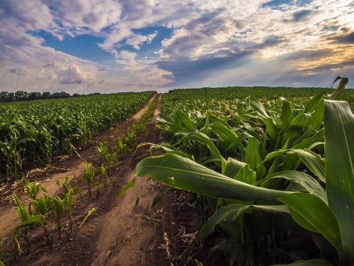 A dirt path winds through a lush green cornfield under a dramatic sky with clouds and sunlight.