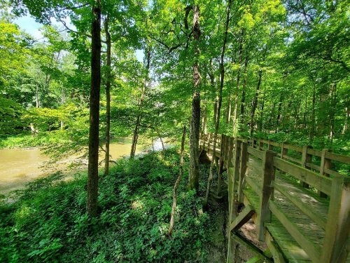 A wooden walkway through lush green trees beside a calm river in a serene forest setting.